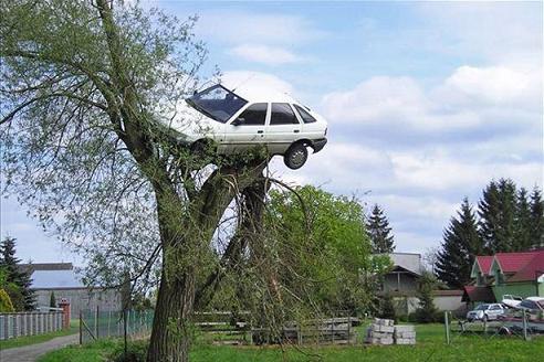 car-on-top-of-tree