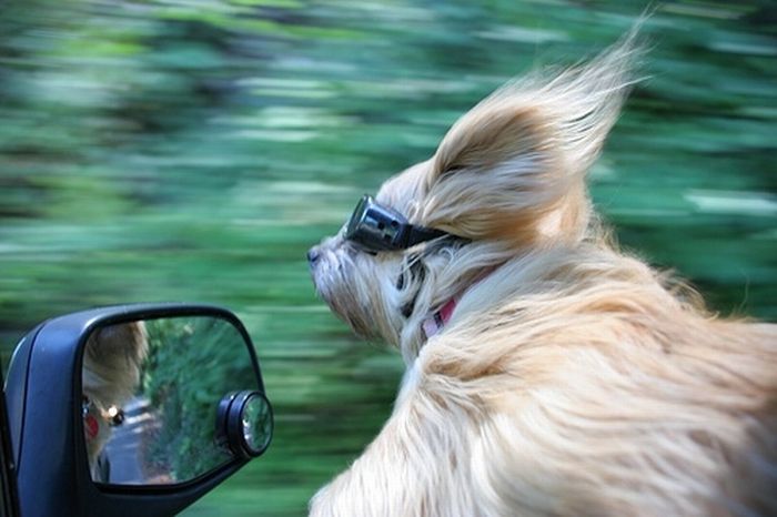 dogs_love_car_and_wind_09