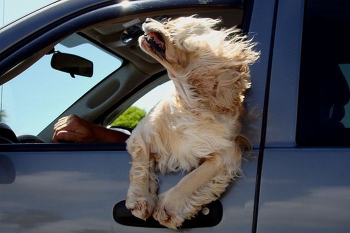 dogs_love_car_and_wind_10