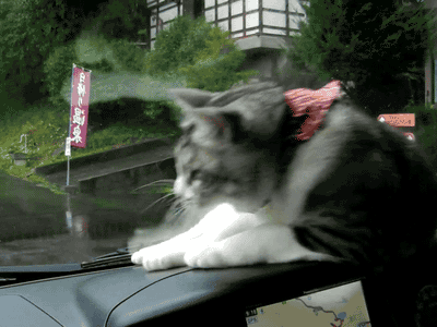 car-cat