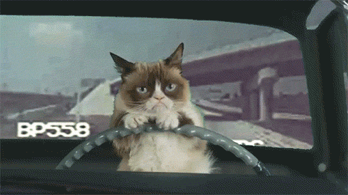 Grumpy cat driving