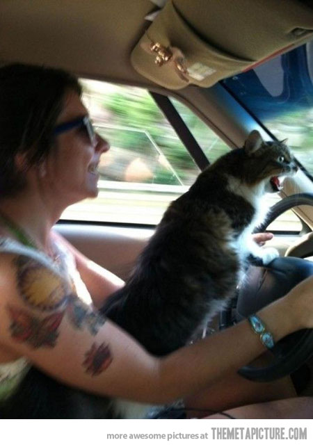 funny-cat-driving-car-angry